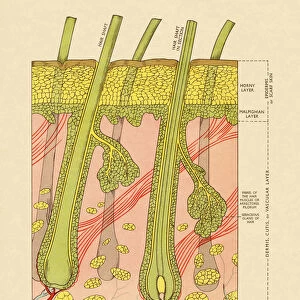 Cross Section of Skin With Hair Follicles