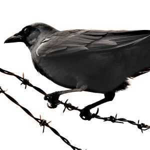 Crow On A Razor Wire