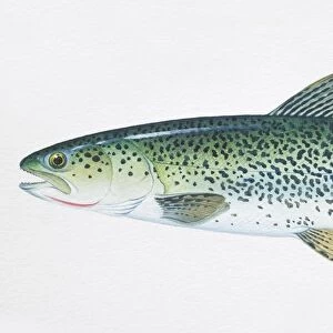 C Collection: Cutthroat Trout