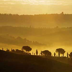 Cypresses -Cupressus- in the morning fog, San Quirico, Val dOrcia, Tuscany, Italy, Europe