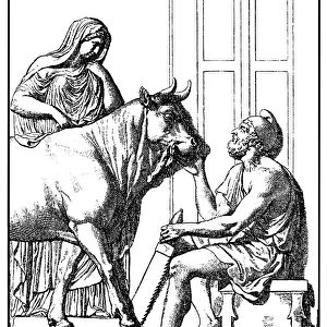 Daedalus delivering the wooden cow to Pasiphae, PasiphaA