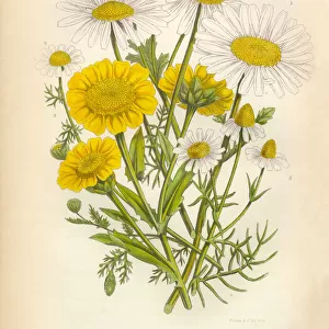 Daisy, Shasta Daisy, Aster, Marigold, Chamomile, Mayweed, Victorian Botanical Illustration