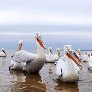 Dalmatian Pelicans -Pelecanus crispus-, Lake Kerkini, Greece, Europe