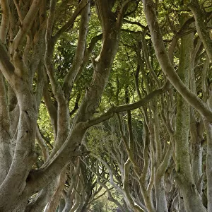 Dark Hedges, an avenue of Beech trees, Bregagh Road near Armoy, County Antrim, Northern Ireland, Great Britain, Europe