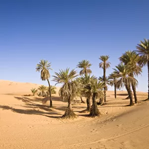 Date Palms (Phoenix spec. ), in the Libyan Desert, Um el Ma Oasis, Libya, Sahara, North Africa, Africa