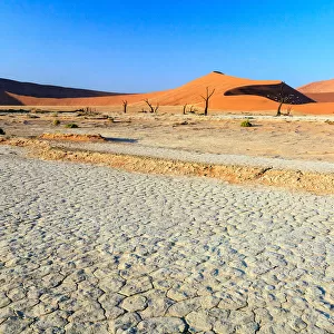 Dead Acacia trees in the arid Namib Desert
