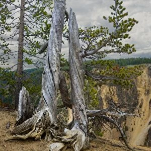 Dead Tree, Yellowstone National Park