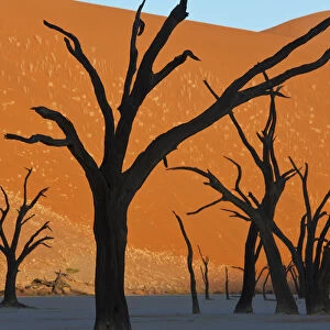 Dead Vlei, Soussusvlei, Namibia, Africa