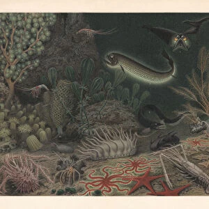 Deep sea fauna, lithograph, published in 1897