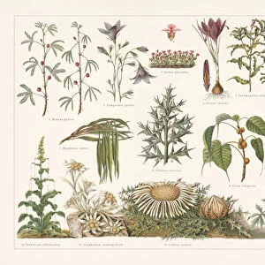 Defence mechanisms of different plants, chromolithograph, published in 1897