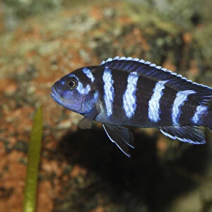Demasons cichlid -Pseudotropheus demasoni-, cichlid from Lake Malawi -Cichlid-, mouth-breeder, freshwater aquarium