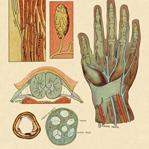 Diagram of Hand Nerves and Arteries