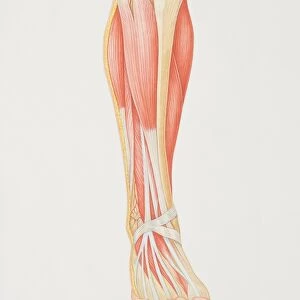 Diagram of lower leg illustrating muscle groups, nerves and veins