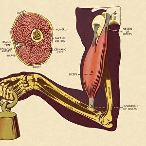 Diagram of of Muscles and Bones in Arm