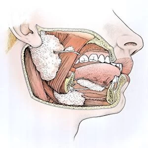 Diagram showing inside of mouth and salivary glands