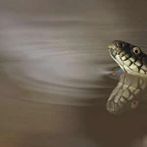 Dice Snake -Natrix tessellata-, in the water, with reflection, Bulgaria