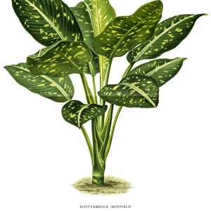 Dieffenbachia plant, 19 century illustration