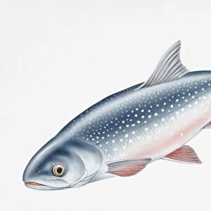 Digital illustration of Artic Char (Salvelinus alpinus), both a freshwater and salt water fish