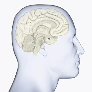 Digital illustration of head in profile showing pituitary gland in brain highlighted in blue