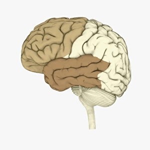 Digital illustration of human brain highlighting frontal and temporal lobes