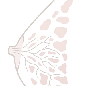 Digital illustration of human breast anatomy, cross section