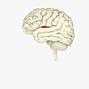 Digital illustration of insula in human brain highlighted in red