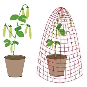 Digital illustration of pea plants in pot, one covered by protective net