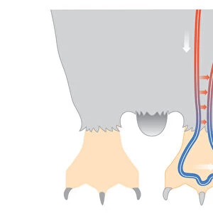 Digital illustration of penguin circulation showing countercurrent mechanism of warm blood flowing f