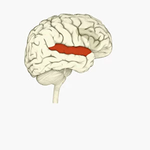 Digital illustration of right superior temporal sulcas, and anterior cingulate cortex highlighted in red and grey in human brain