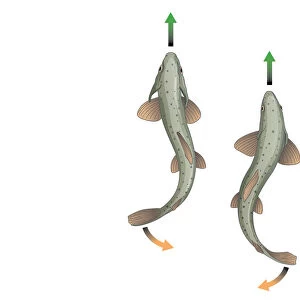 Digital illustration showing body propulsion of fish using tail and fin to generate sideways and backwards thrust in water enabling it to swim in a straight line