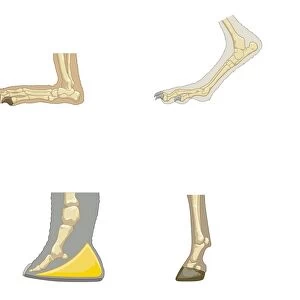 Digital illustrations of showing, plantigrade, digitigrade, and unguligrade walking gaits