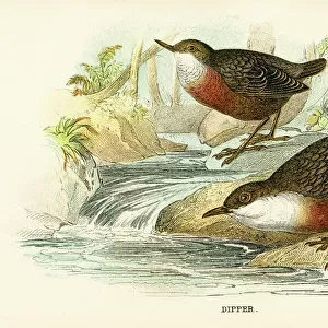 Passerines Photographic Print Collection: Dippers