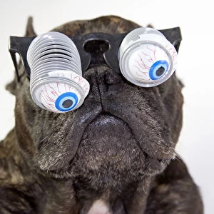 Dog with glasses and bulging eyes