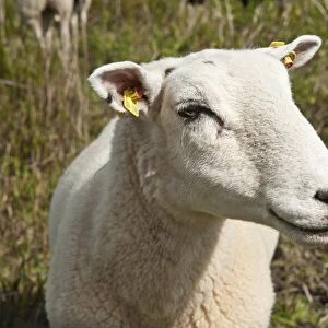 Domestic sheep in the salt marsh nature reserve, Hohwacht Bay, Behrensdorf, Schleswig-Holstein, Germany, Europe