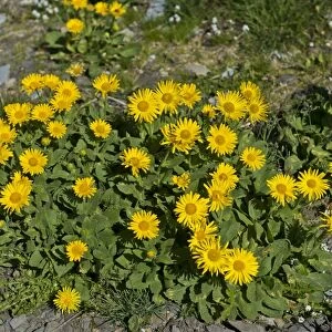 Doronicum -Doronicum grandiflorum-, Canton of Valais, Switzerland