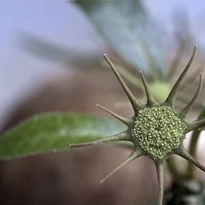 Dorstenia foetida, close-up inflorescense, from Yemen and Socotra