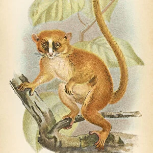 The Magical World of Illustration Poster Print Collection: Primates by Henry O. Forbes - London 1894