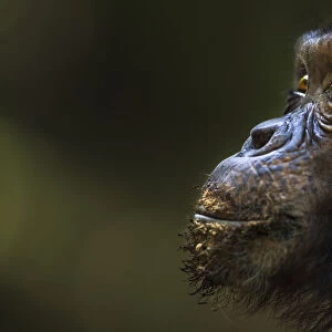 Eastern chimpanzee juvenile male Tom aged 12 years portrait