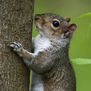 Eastern gray squirrel climbing tree