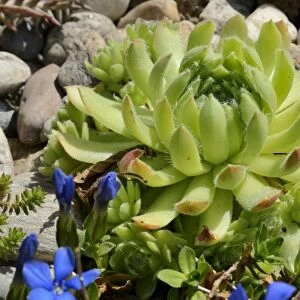 Echeveria -Echeveria minima-, succulent plant with hairy leaves, in a rock garden