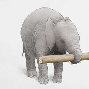 Elephant holding log of wood in trunk