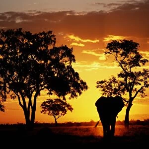 Elephant (Loxodonta africana) walking, sunset, Savuti Marsh, Botswana