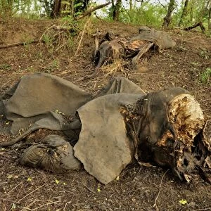 One of the elephants killed by Sudanese poachers on 5 March 2012, Bouba-Ndjida National Park, Cameroon, Central Africa, Africa