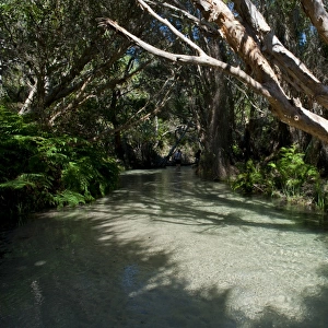 Eli Creek, Fraser Island, Queensland, Australia