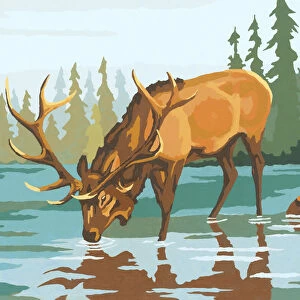 Elk Drinking Water