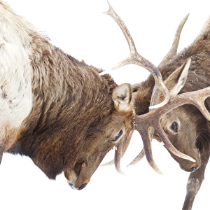 Elk Fight
