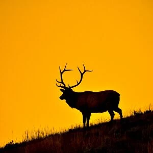 Elk at First Light