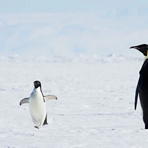 Emperor and AdA lie Penguins, Antarctica