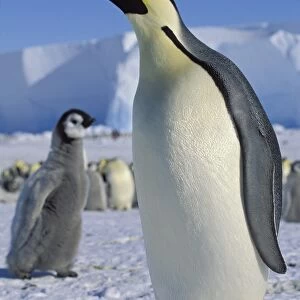 Emperor penguin -Aptenodytes forsteri- with chick on ice shelf, Weddell Sea, Antarctica