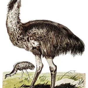 Emu (Dromaius novaehollandiae)
